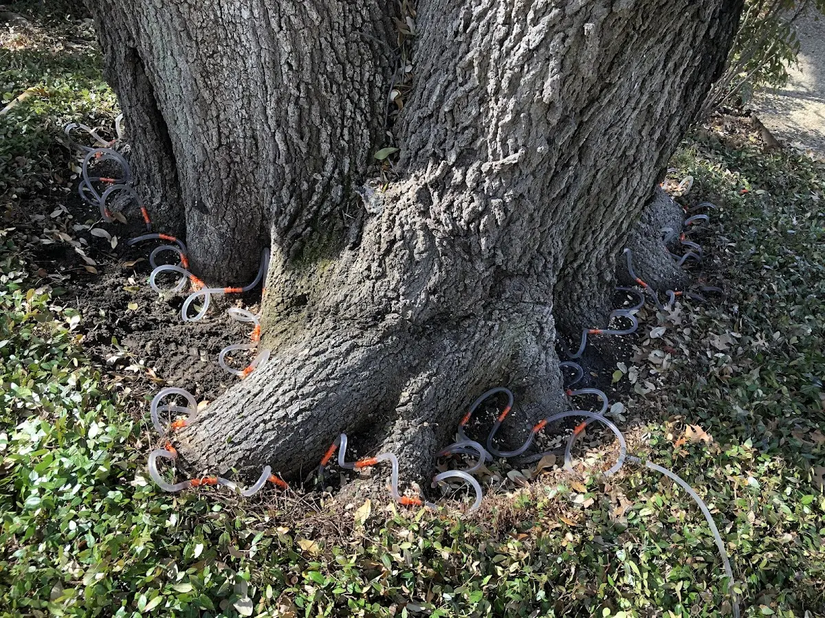 Detailed Tree Cabling and Bracing job site in Saint Marys