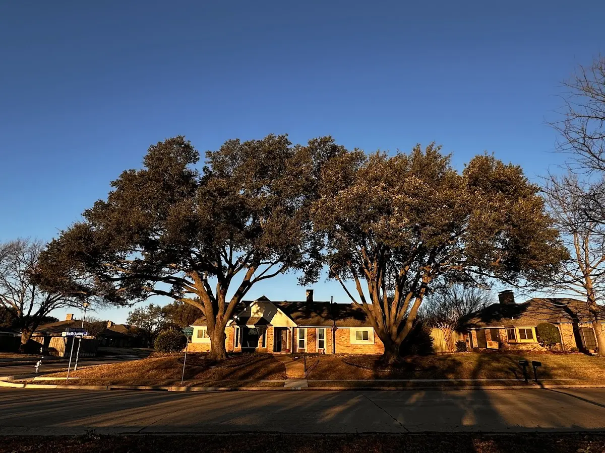 Established residential canopy tree shading a home in Saint Marys