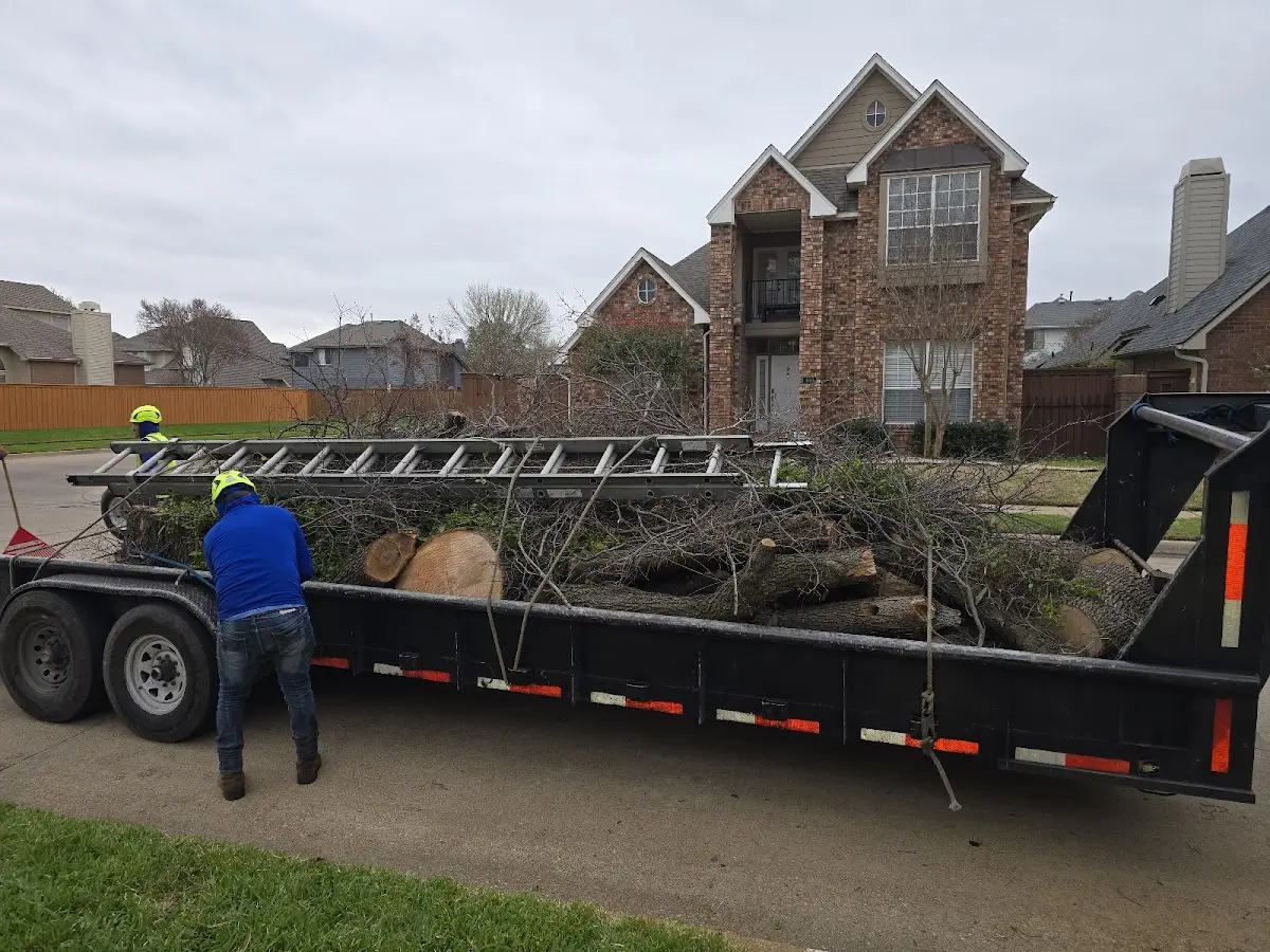Expert Tree Removal with proper safety equipment in Saint Marys